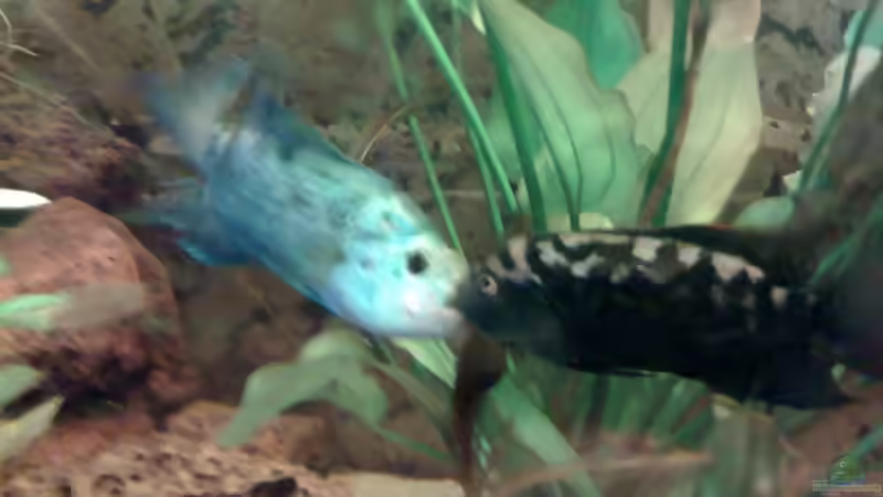 Blog: Electric Blue Jack Dempsey:  Zucht - Wissenschaft - Erfahrungsbericht. (2497)