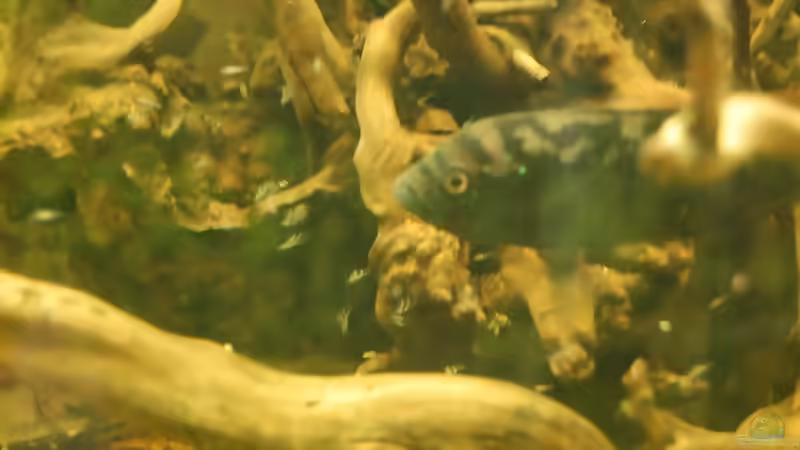 Blog: Electric Blue Jack Dempsey:  Zucht - Wissenschaft - Erfahrungsbericht. (2497)