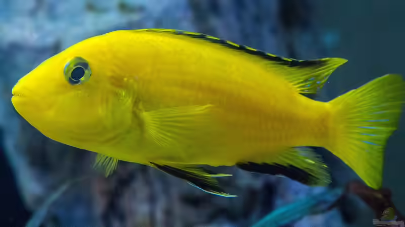 Blog: Emotionale Momente in der Aquaristik: Wenn Wasserleben das Herz berührt (7682)
