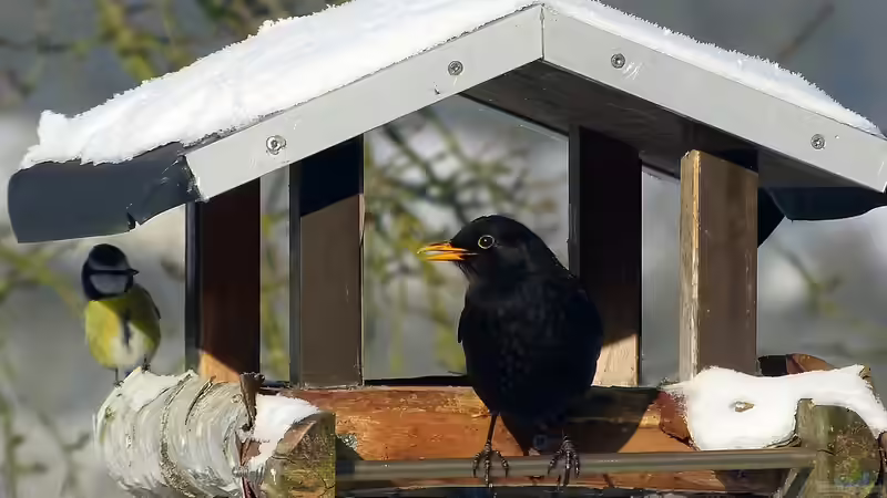 Blog: Es wird frostig: Was ist beim Vögel füttern zu beachten? (6570)