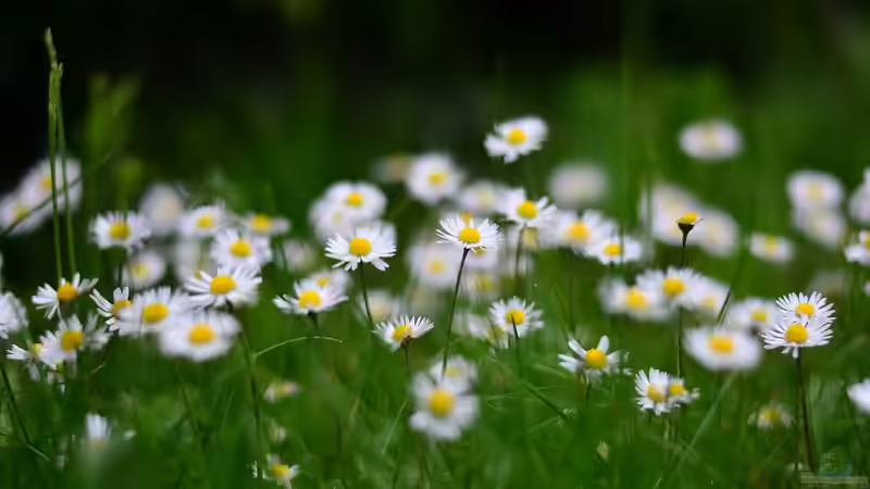 Blog: Essbare Blüten - Schönheit trifft auf Geschmack (6959)