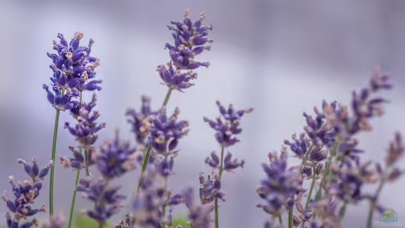 Blog: Essbare Blumen und Blüten aus dem eigenen Garten - Genuss und Schönheit direkt vor der Haustür (7100)