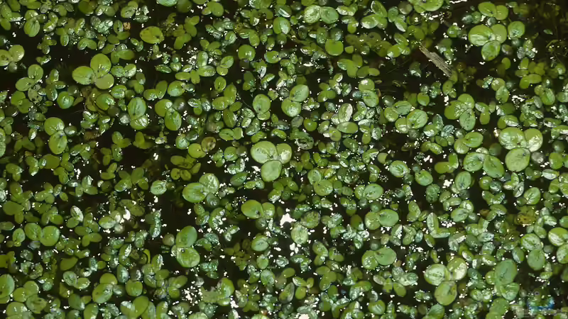 Blog: Essbare Wasserpflanzen: Nutzpflanzen aus Teich und Sumpf (6880)