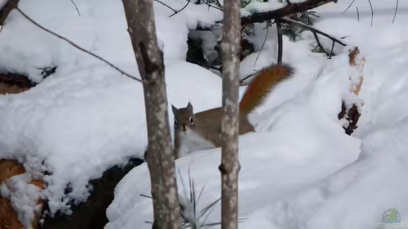 Blog: Europäische Eichhörnchen im Winter: So überstehen sie die kalte Jahreszeit (6477)