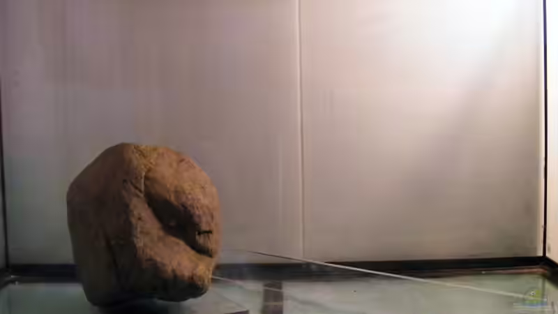 Blog: Exclusiv für EB von Aquascape-Guru-  Asien-Biotop - ein neues Naturbecken entsteht (4215)