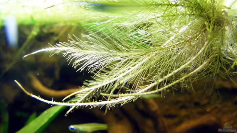 Blog: Exclusiv für EB von Aquascape-Guru- Pflanzentipp   Muschelblume (4177)