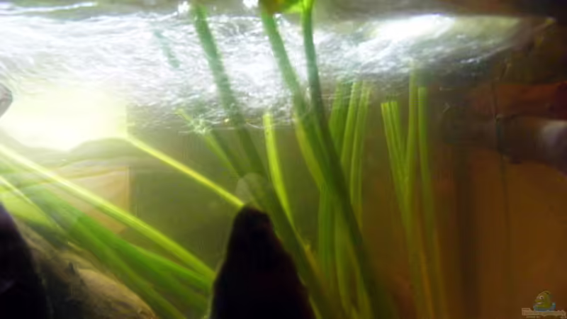 Blog: Exclusiv für EB von Aquascape-Guru-Element Sauerstoff ??? Die Grundlage aller Lebewesen (4188)