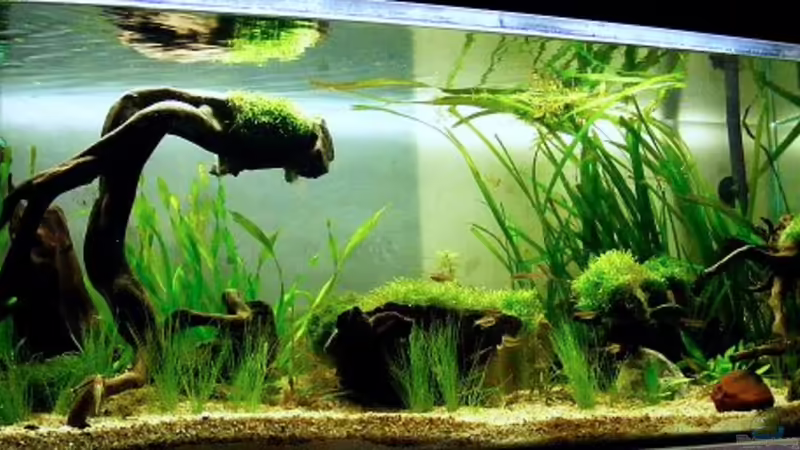 Blog: Exclusiv von Aquascape-Guru für EB - Grundkurs ..wie ein Becken entsteht (4149)