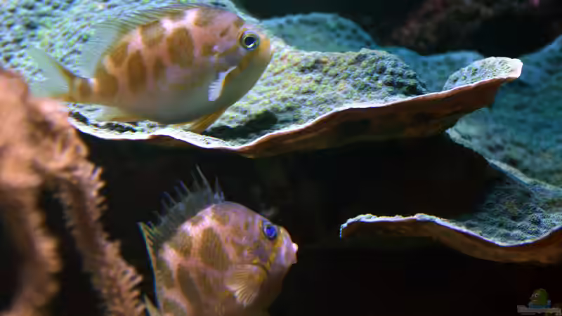 Blog: Fahnenbarsche - Farbenprächtige Juwelen für das Meerwasseraquarium (7599)