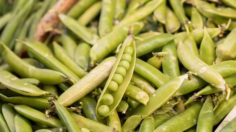 Blog: Familie der Hülsenfrüchtler: vielseitige Pflanzen für Garten, Natur und Ernährung (8267)