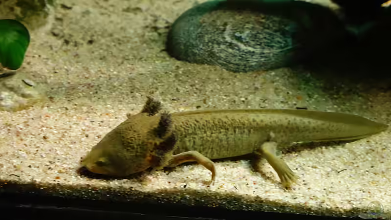 Blog: FAQs zur Haltung von Axolotls (7538)