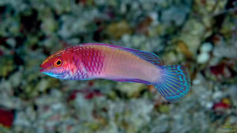 Blog: Feenbarsche - Farbenprächtige Juwelen für das Meerwasseraquarium (7554)