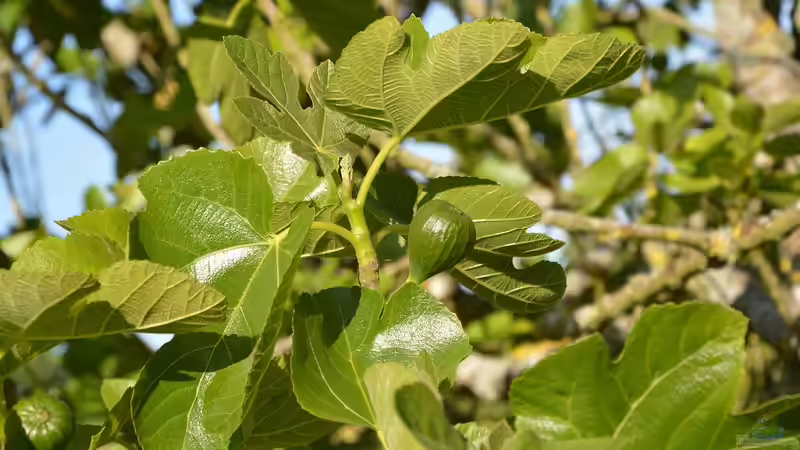 Blog: Feigen im Garten selbst anbauen: Welche Arten sind am besten geeignet? (7036)