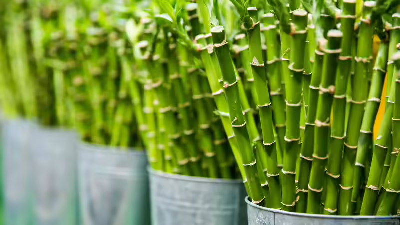 Blog: Feng Shui: So gestaltest du deinen Garten nach den Prinzipien der Harmonie und Energie (7096)