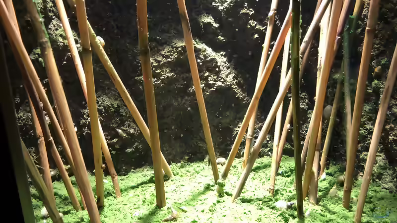 Blog: Feuchtgebiete im Alpenzoo Innsbruck Teil 1/2 (5429)