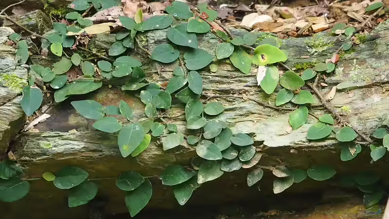 Blog: Ficus pumila Hydrokultur - Ein umfassender Leitfaden (7453)