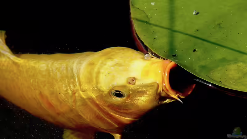 Blog: Fische im Gartenteich – Füttern oder sich selbst überlassen? (6623)