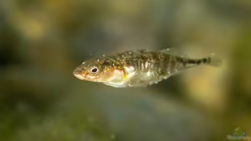 Blog: Fische im Gartenteich – Welche Arten passen in den naturnahen Teich? (6792)