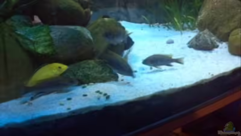 Blog: Fischfutter - einige (eigene)Gedanken (4471)