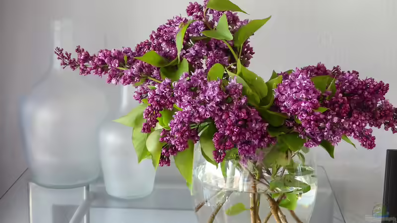 Blog: Flieder schneiden für die Vase – ohne die Pflanze zu schädigen (6870)