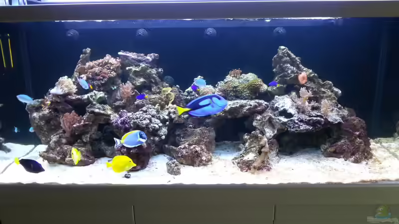 Blog: Floatglas in der Aquaristik - Eigenschaften, Herstellung und Bedeutung (7622)