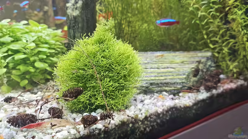Blog: Floatglas in der Aquaristik - Eigenschaften, Herstellung und Bedeutung (7622)