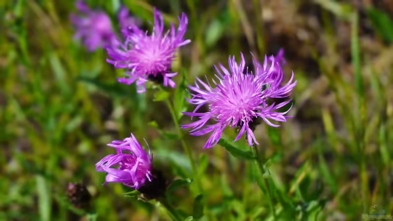 Blog: Flockenblumen Centaurea - robuste Blütenstauden für naturnahe und farbenfrohe Gärten (8185)