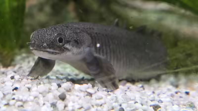 Blog: Flösselhechte: Urtümliche Fische im Aquarium halten (6463)