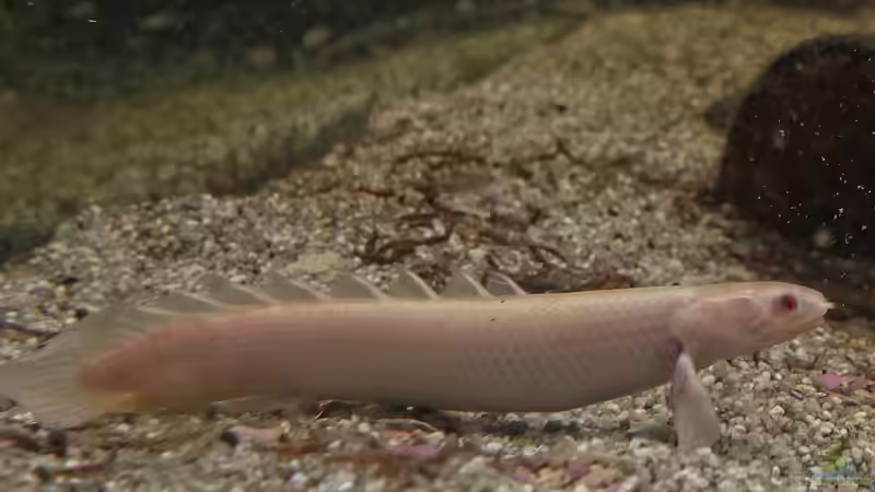 Blog: Flösselhechte: Urtümliche Fische im Aquarium halten (6463)