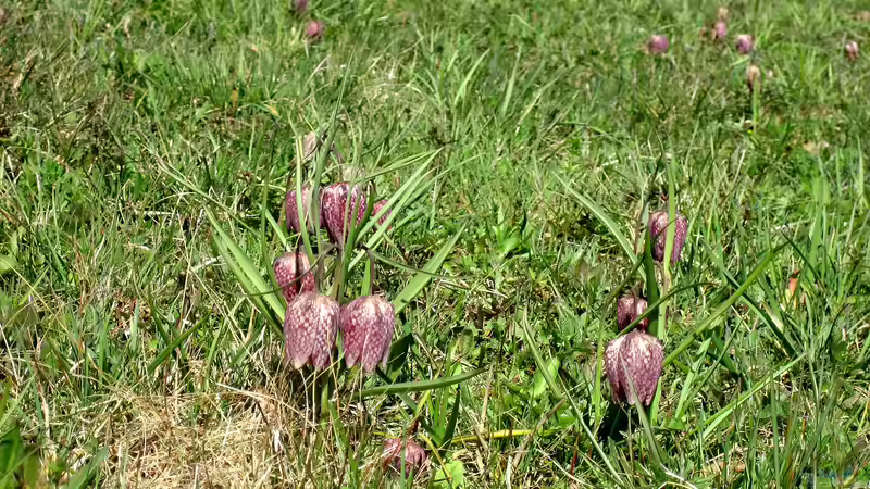 Blog: Fritillaria meleagris: Die Schachblume in ihrem natürlichen Lebensraum (7786)