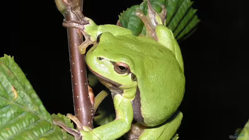 Blog: Frösche: Welche Arten kannst du in deinem Garten beobachten? (6591)