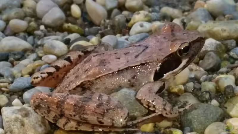 Blog: Frösche: Welche Arten kannst du in deinem Garten beobachten? (6591)