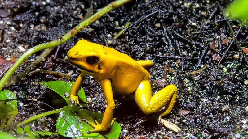 Blog: Frösche im Terrarium halten: Das sind die beliebtesten Anfänger-Arten (7671)