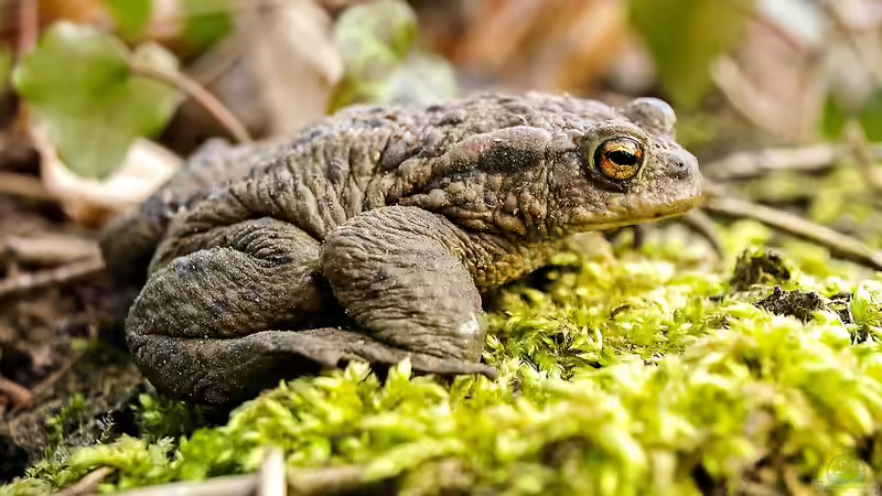 Blog: Frosch, Kröte oder Molch? Amphibienlaich im Gartenteich unterscheiden (6853)