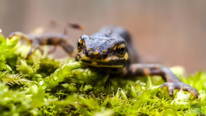Blog: Frosch, Kröte oder Molch? Amphibienlaich im Gartenteich unterscheiden (6853)