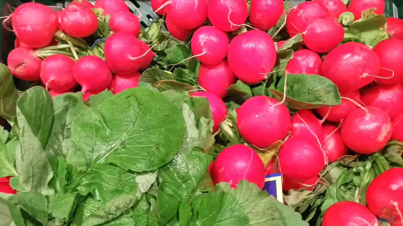 Blog: Frühbeet planen: Welche Pflanzen sind geeignet? (7072)