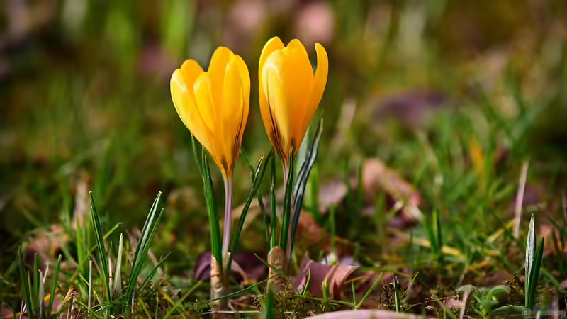 Blog: Frühblüher im Haus: Auspflanzen nach der Blüte (6814)