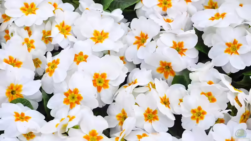 Blog: Frühlingsblumen im Herbst pflanzen - der perfekte Zeitpunkt für ein blühendes Frühjahr (7273)