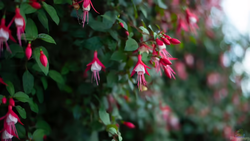 Blog: Fuchsien: Pflanzen, pflegen, überwintern und die Blütenpracht im Garten genießen (8443) - Foto 2