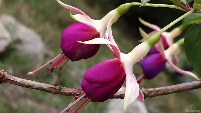 Blog: Fuchsien: Pflanzen, pflegen, überwintern und die Blütenpracht im Garten genießen (8443) - Foto 7
