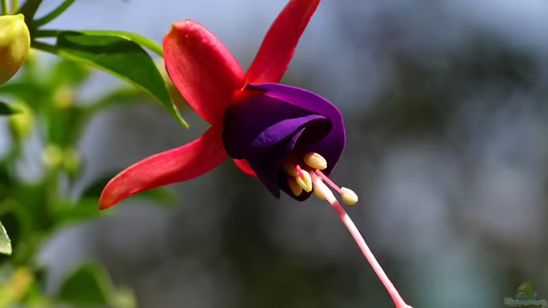 Blog: Fuchsien: Pflanzen, pflegen, überwintern und die Blütenpracht im Garten genießen (8443) - Foto 4