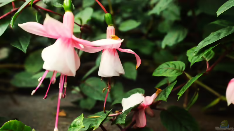 Blog: Fuchsien: Pflanzen, pflegen, überwintern und die Blütenpracht im Garten genießen (8443) - Foto 3
