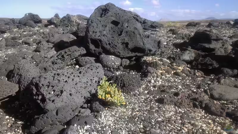Blog: Fuerteventura - Insel der Ruhe, Naturwunder und endlosen Strände (7424)