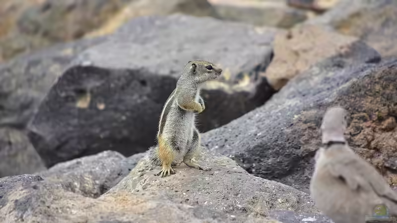 Blog: Fuerteventura - Insel der Ruhe, Naturwunder und endlosen Strände (7424)