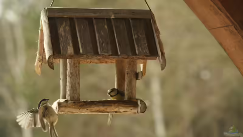 Blog: Futterhäuschen für Vögel im Garten - Arten, Materialien, Standort und richtige Vogelfütterung im Jahresverlauf (7928)