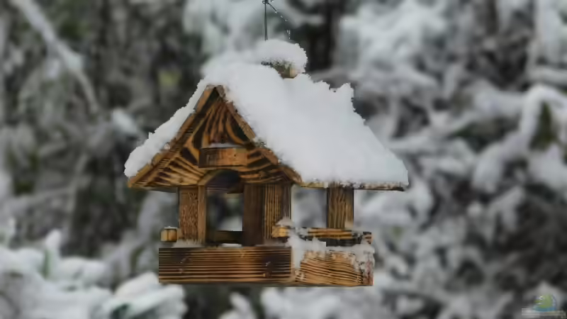 Blog: Futterhäuschen für Vögel im Garten - Arten, Materialien, Standort und richtige Vogelfütterung im Jahresverlauf (7928)