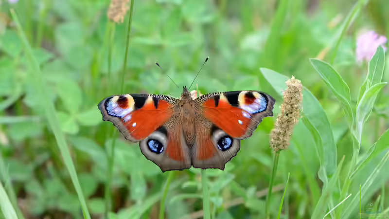 Blog: Futterpflanzen für Schmetterlinge und Schmetterlingsraupen (6441)
