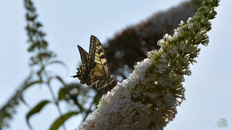 Blog: Futterpflanzen für Schmetterlinge und Schmetterlingsraupen (6441)