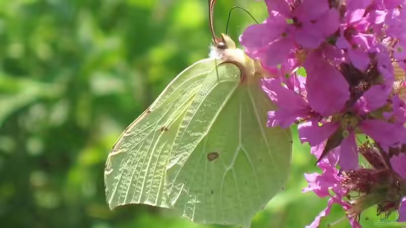 Blog: Futterpflanzen für Schmetterlinge und Schmetterlingsraupen (6441)
