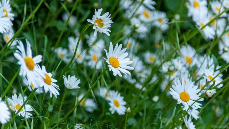 Blog: Gänseblümchen: Das ist seine heilende Wirkung (7894)